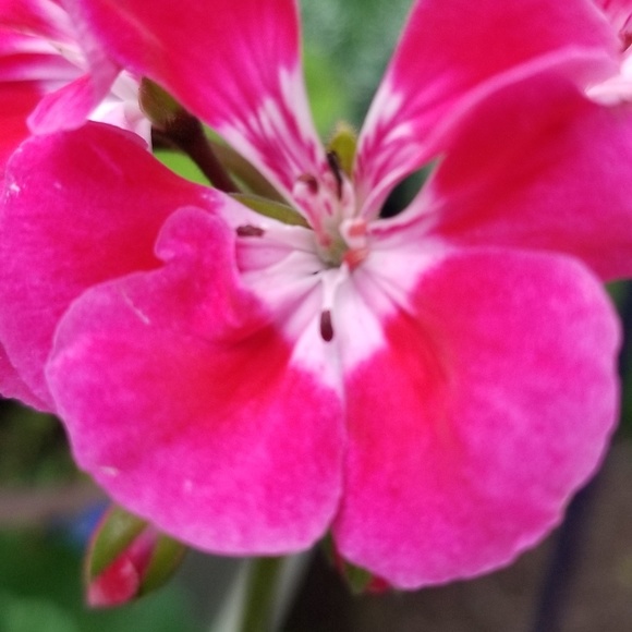 Meet your Posher, Renee - Picture 1 of 1